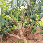 Grafted Hass Avocado - Plant A Million Zambia