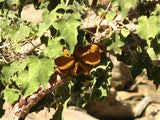 African Star-Chestnut - Plant A Million Zambia