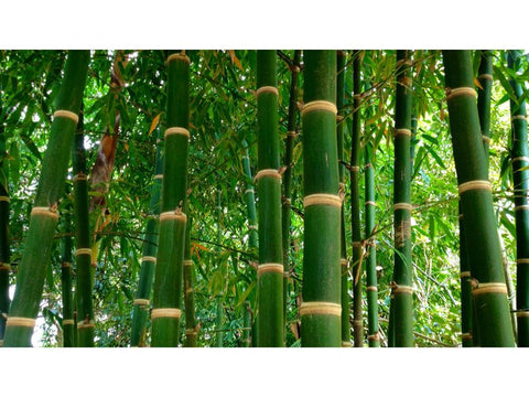 Bamboo Hollow Green - Plant A Million