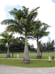 Palm Cuban - Plant A Million Zambia