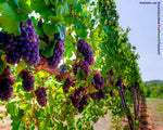 Purple Grapevine - Plant A Million Zambia