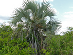 Palm Ilala - Plant A Million