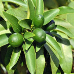 Key Lime - Plant A Million Zambia