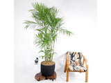 Palm Bamboo - Plant A Million
