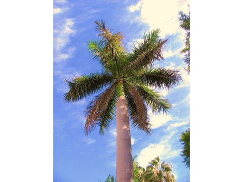 Palm Cuban - Plant A Million