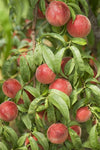Peach Tree - Plant A Million Zambia