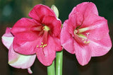September Amaryllis Lily