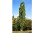 Poplar Tree - Plant A Million