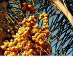 Palm Queen - Plant A Million