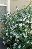 Hibiscus Red Heart Rose of Sharon - Plant A Million