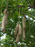 Sausage Tree - Plant A Million Zambia