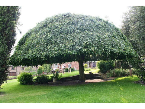 Umbrella Shade Tree - Plant A Million