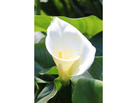 White Arum Lily - Plant A Million Zambia