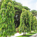 Ashoka Candle Tree - Plant A Million Zambia