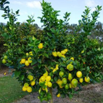 Grafted Eureka Lemon - Plant A Million Zambia