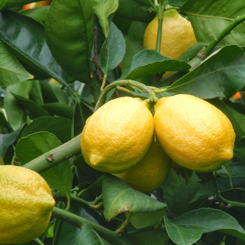 Grafted Eureka Lemon - Plant A Million Zambia