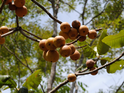 Fruits indigenous to Zambia, Amasuku