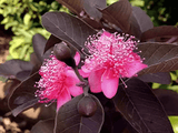 Guava (purple) - Plant A Million Zambia