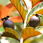 Guava (purple) - Plant A Million Zambia