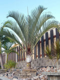 Triangle Palm