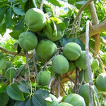 Mexican Apple - Plant A Million Zambia