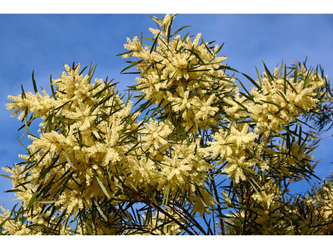 Acacia Floribunda - Plant A Million