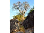 African Star-Chestnut Tree - Plant A Million