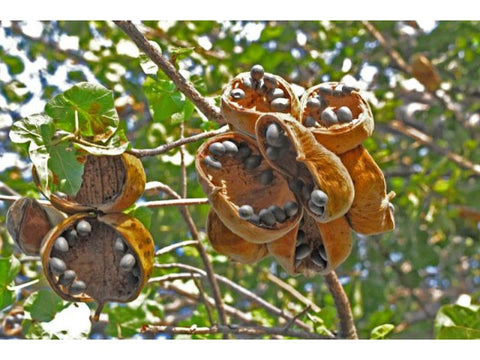 African Star Chestnut - Plant A Million