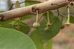 African Custard-Apple - Plant A Million