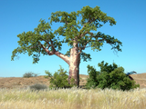 African Star-Chestnut Tree - Plant A Million