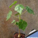 African Star-Chestnut - Plant A Million Zambia