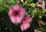 Purple Allamanda Flower