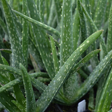 Aloe Vera Indigenous - Plant A Million