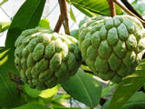 African Custard-Apple - Plant A Million Zambia