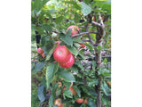 Apple Red Ungrafted - Plant A Million