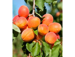 Apricot - Plant A Million