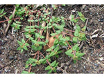 Lobelia Rhynchopetum - Plant A Million