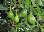 Avocado Indigenous  Ungrafted (AIU) - Plant A Million