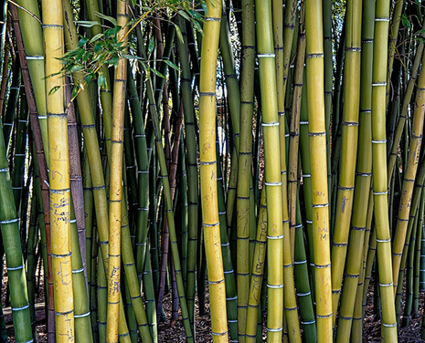 Bamboo Solid Yellow - Plant A Million