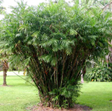 Palm Bamboo - Plant A Million
