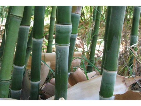 Bamboo Solid Green - Plant A Million