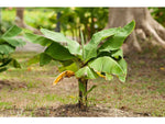 Banana - Plant A Million