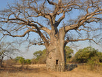 Baobab - Plant A Million