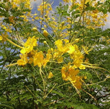 Pride of Barbados Yellow