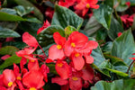 Begonia - Plant A Million Zambia
