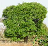 Chaste Tree - Plant A Million