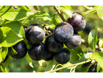 Black plum - Plant A Million