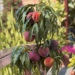 Normal Peach Tree - Plant A Million Zambia