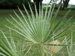 Palm Cotton - Plant A Million