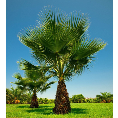 Palm Cotton - Plant A Million